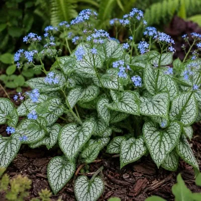 Бруннера Jack Frost фото