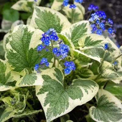 Бруннера Variegata фото