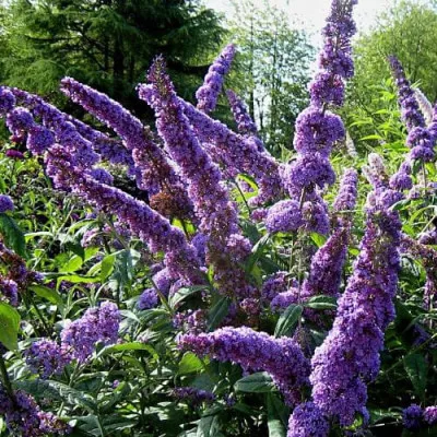 Буддлея Orchid Beauty фото