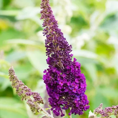 Буддлея African Queen фото