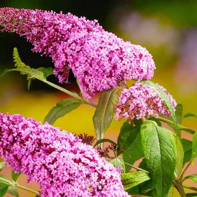 Буддлея Pink Delight фото