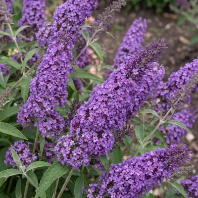 Буддлея Reve de Papillon Lavender Bosjerry фото