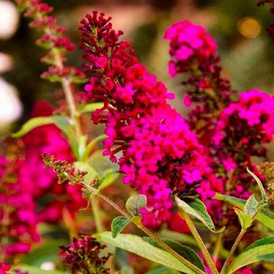 Буддлея Royal Red (Уникальное соцветие) фото