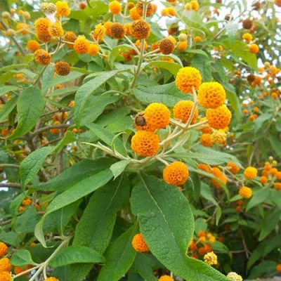 Буддлея Sungold фото