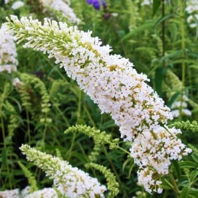 Буддлея White Profusion фото