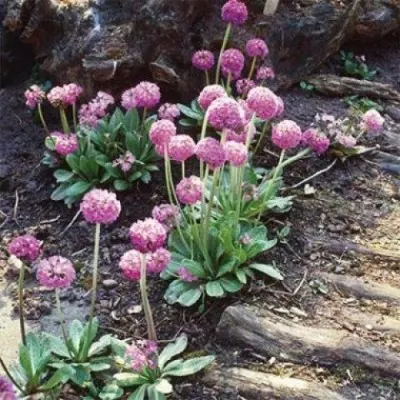 Примула Prom Lilac фото
