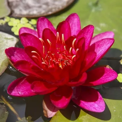 Кувшинка Burgundy Princess фото