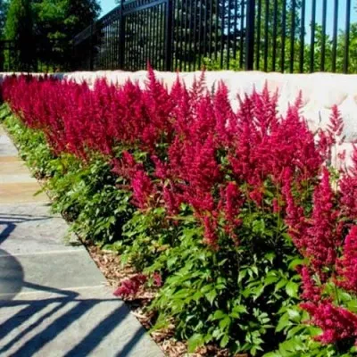 Астильба Burgundy Red фото