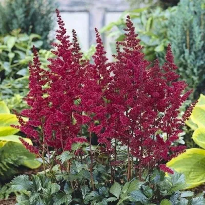 Астильба Burgundy Red фото