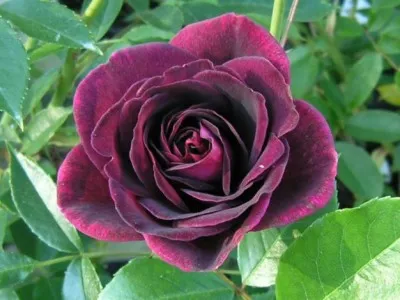 Роза Burgundy Ice фото
