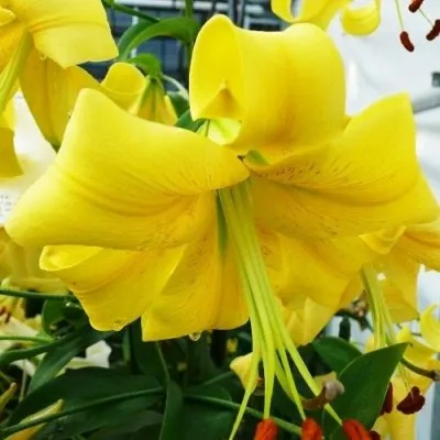 Лилия Yellow Space фото
