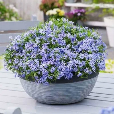 Флокс Fabulous Blue Dark Center фото