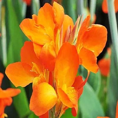 Канна Centurion фото