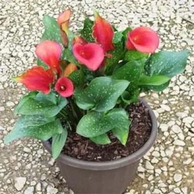 Калла Red Alert фото