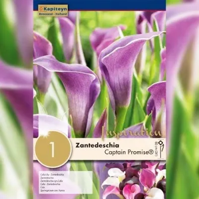 Калла Captain Promise (Брендовые луковицы KAPITEYN®) фото