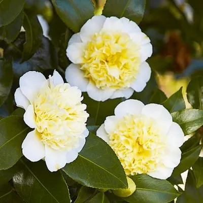 Камелия Brushfield's Yellow фото