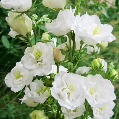 Кампанула La Bello Blanche фото