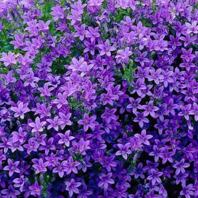 Кампанула Portenschlagiana фото