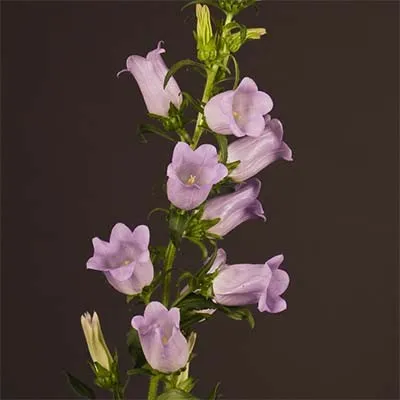 Кампанула Champion Lavender фото