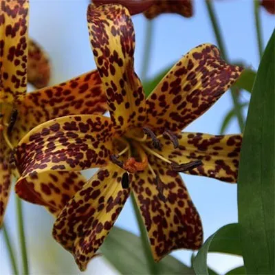 Лилия Canadense фото