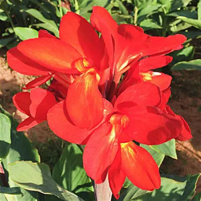 Канна Сherry Red фото