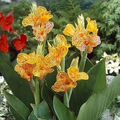Канна Picasso 25 фото