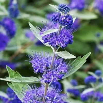 Кариоптерис Heavenly Blue фото