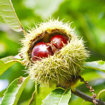 Каштан Посевной фото