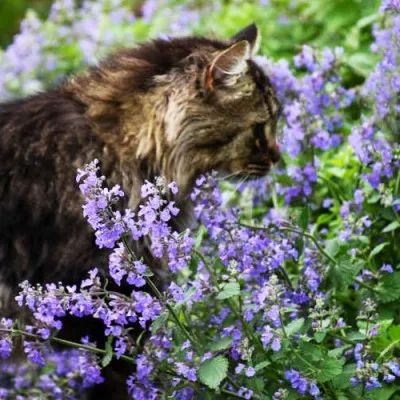 Котовник Walker's Low фото