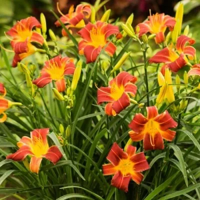 Лилейник EveryDaylily Red Ribs фото