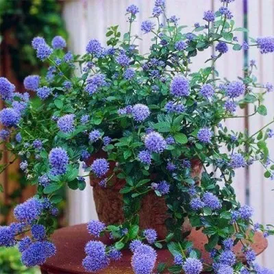 Цеанотус Repens фото