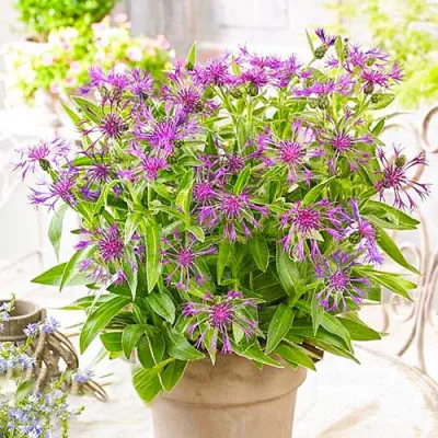 Василек Amethyst Dream фото
