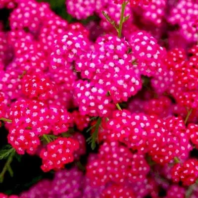 Тысячелистник Cerise Queen фото