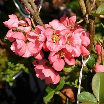 Хеномелес Pink Lady фото
