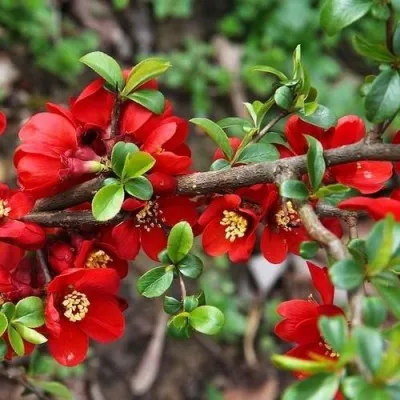 Хеномелес Crimson and Gold фото