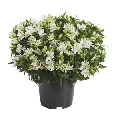 Альстромерия Charmelita White Zapricharmi фото