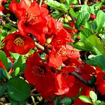Хеномелес Nicoline фото