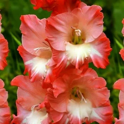 Гладиолус Сheops фото