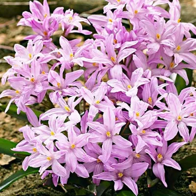 Хионодокса Rose Queen фото