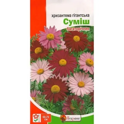 Хризантема Гигантская Смесь фото