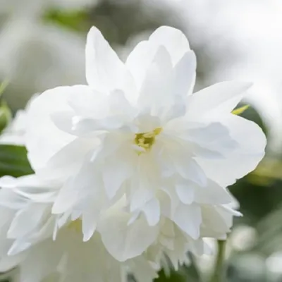Чубушник Minnesota Snowflake фото