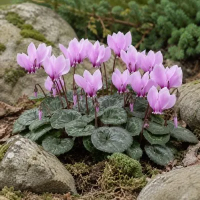 Цикламен садовый Hederifolium фото