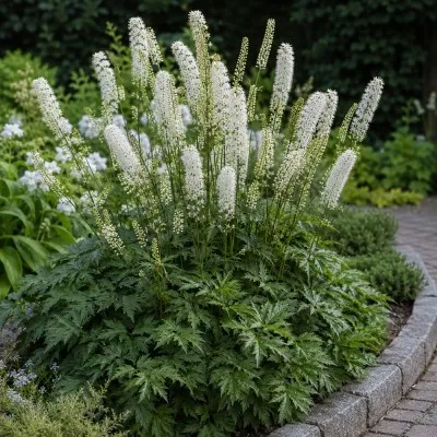 Цимицифуга (клопогон) White Pearl фото