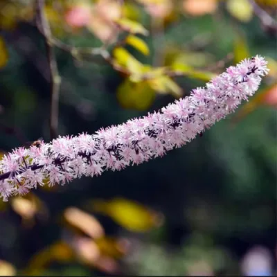 Цимицифуга (клопогон) Pink Spike фото
