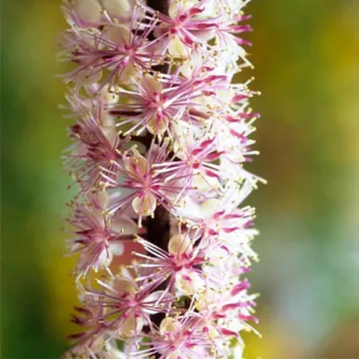 Цимицифуга (клопогон) Pink Spike фото