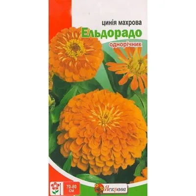 Циния Махровая Эльдорадо фото
