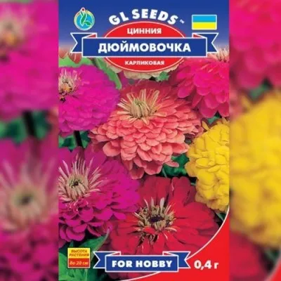 Циния Дюймовочка фото