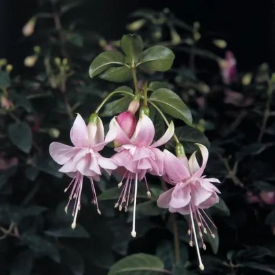 Фуксия Claudia фото