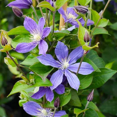 Клематис Arabella фото