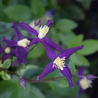 Клематис Aromatica фото